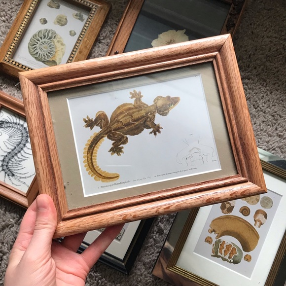 Vintage Other - antique framed gecko print - vintage anatomical